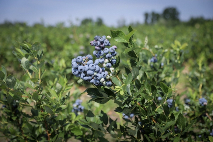 Голубика высокорослая bluecrop