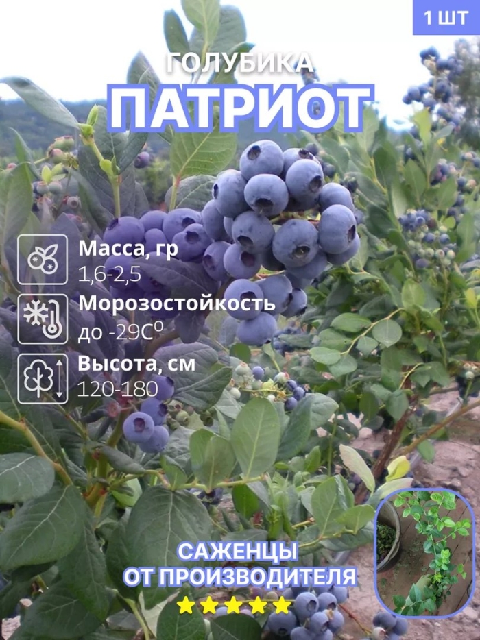 Голубика патриот описание