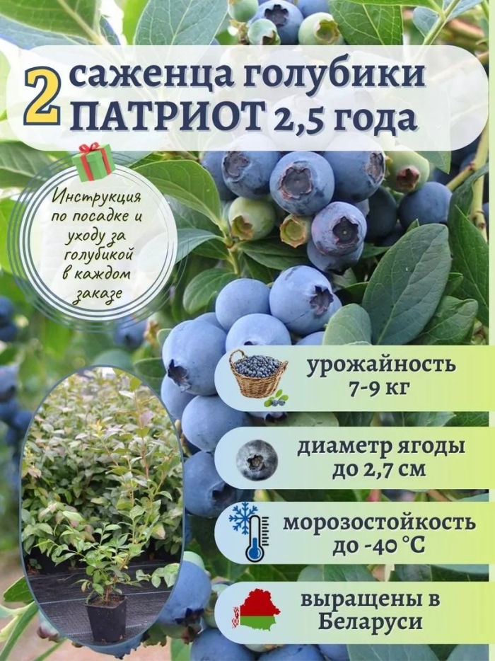 Голубика патриот куст