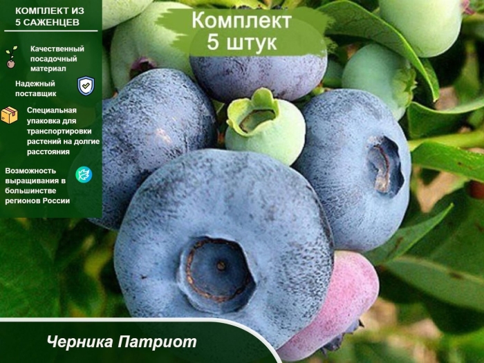 Голубика патриот