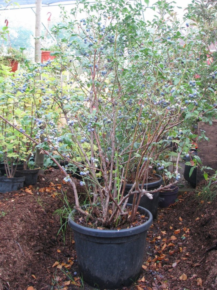 Голубика высокорослая блюкроп