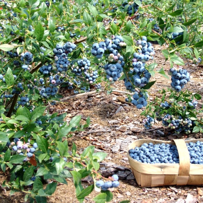 Садовая голубика