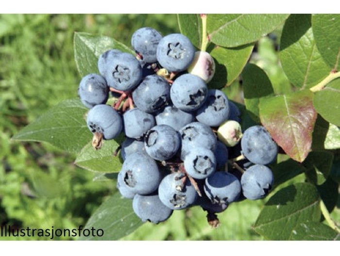 Голубика сорт нортланд