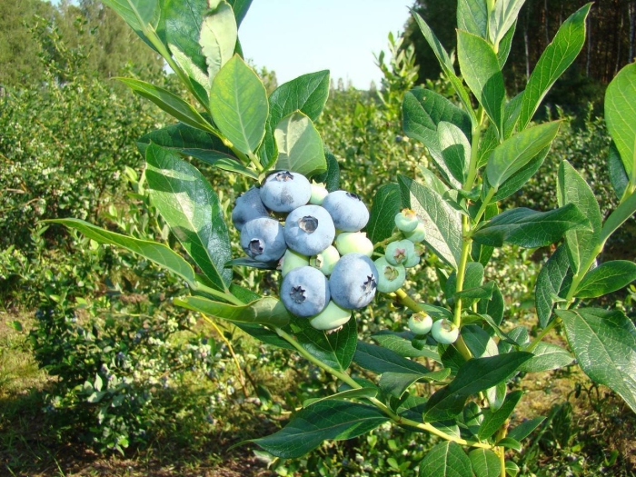Голубика высокорослая нельсон