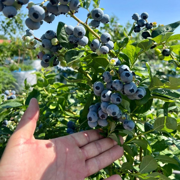 Голубика ханна чойс