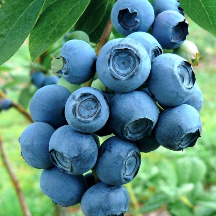 Голубика высокорослая бригитта