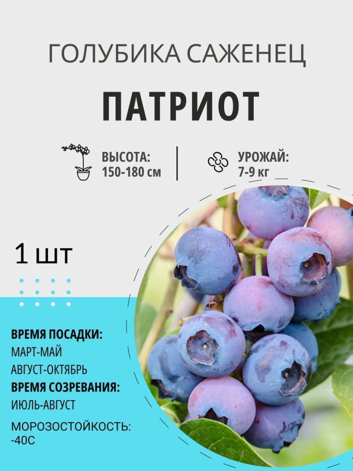 Голубика патриот