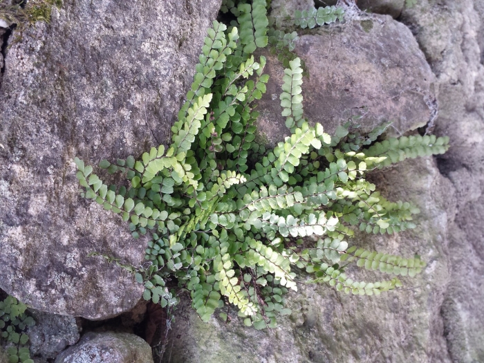 Папоротник костенец волосовидный