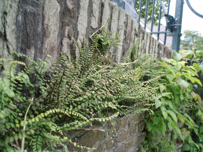 Папоротник асплениум