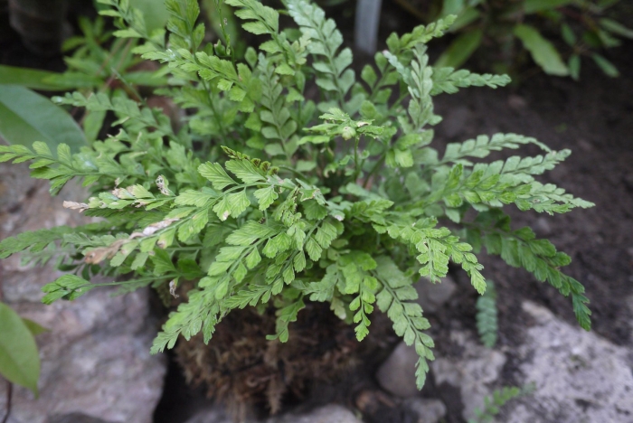 Папоротник асплениум парвати