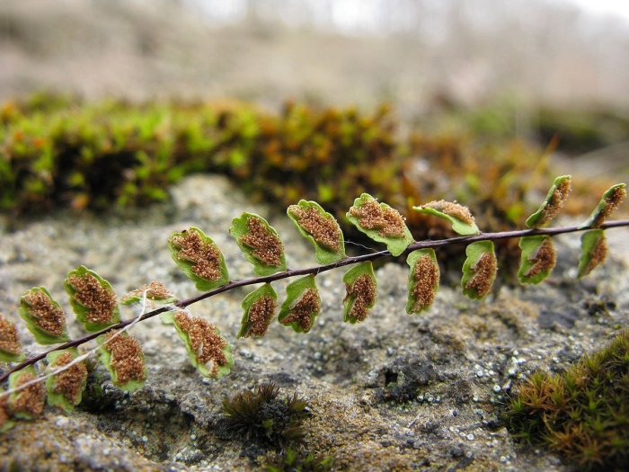 Костенец волосовидный (asplenium trichomanes).