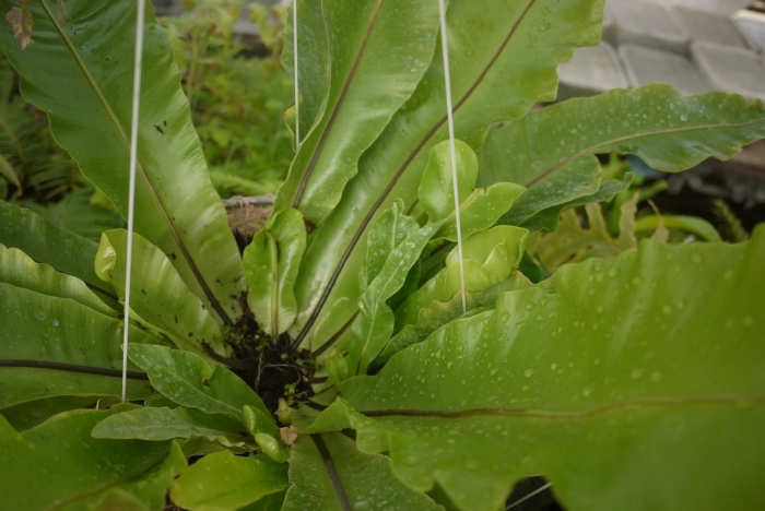 Асплениум костенец гнездовой