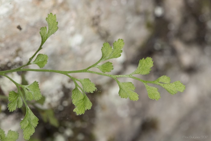Костенец постенный (asplenium ruta-muraria)
