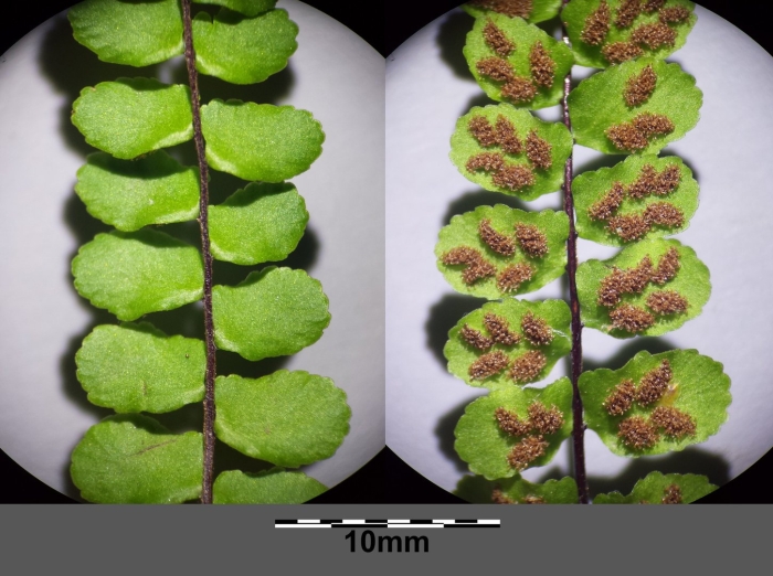 Asplenium trichomanes