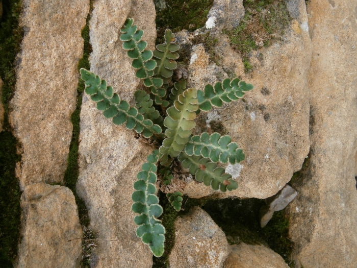 Asplenium ceterach