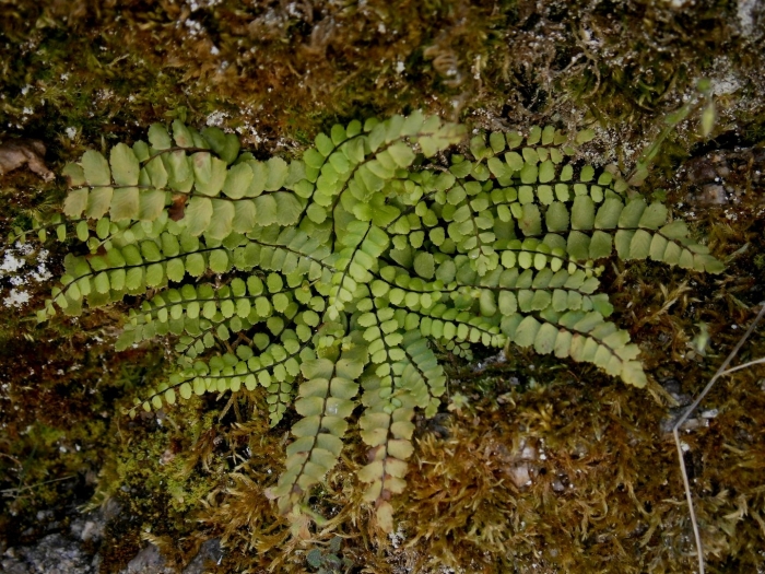 Asplenium trichomanes