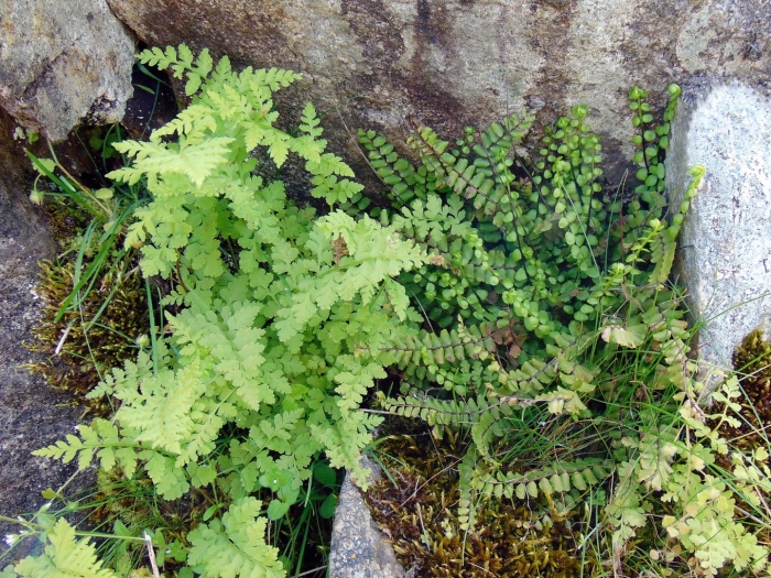 Cystopteris fragilis