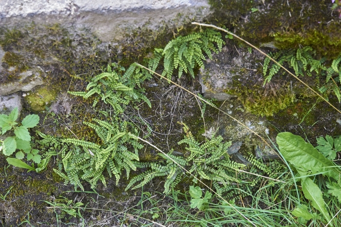 Asplenium adulterinum