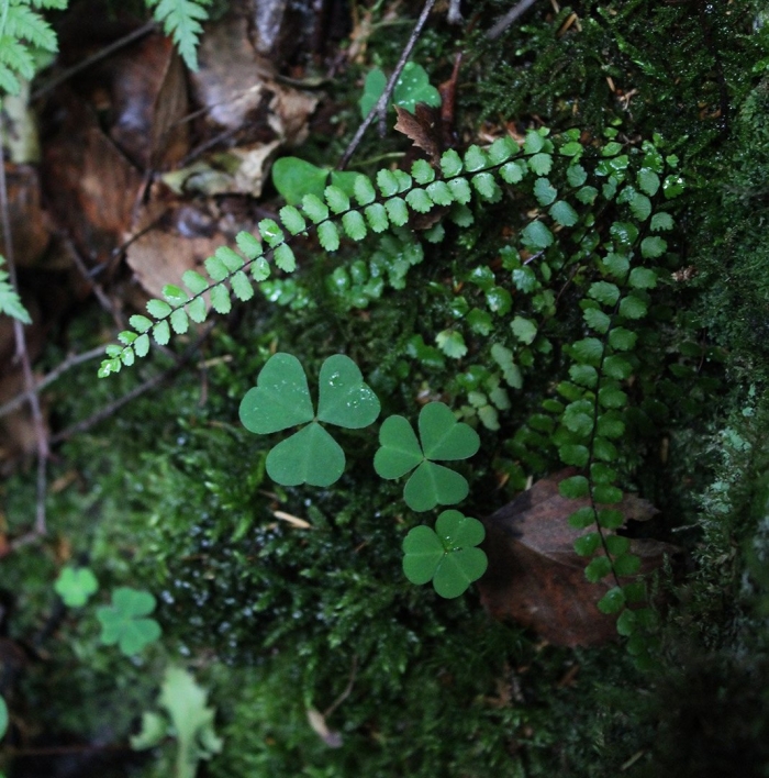 Папоротник костенец зеленый