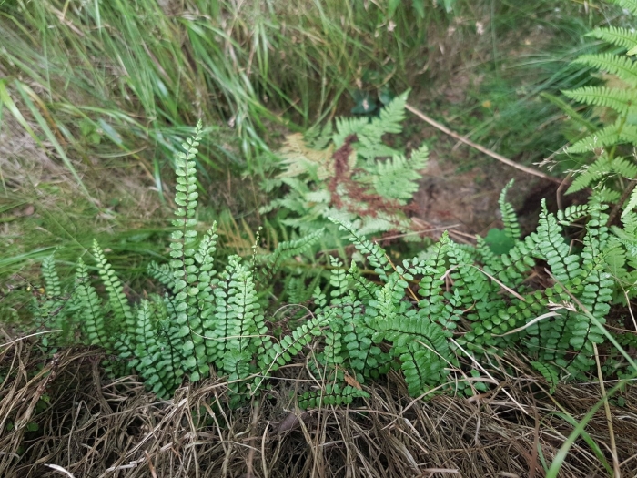 Asplenium trichomanes subsp quadrivalens