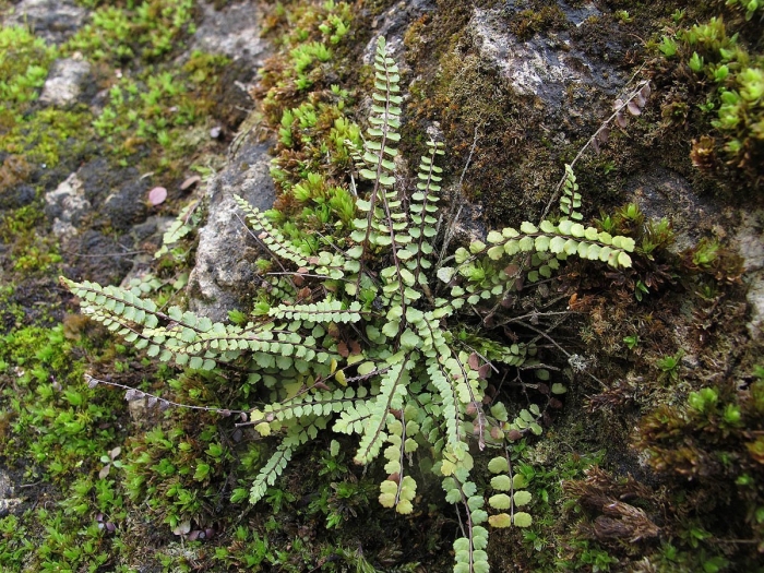 Asplenium trichomanes