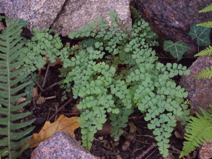 Adiantum capillus veneris