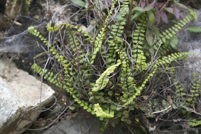 Асплениум волосовидный