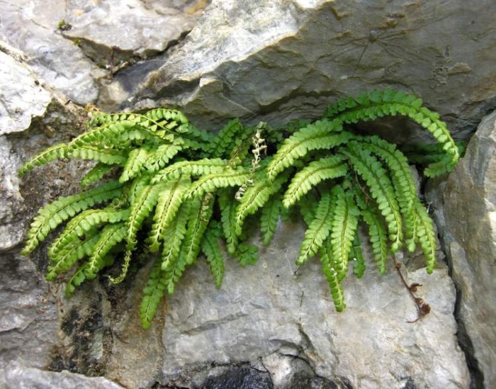 Асплениум северный папоротник