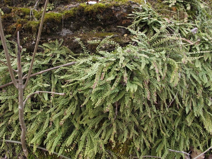 Папоротник костенец волосовидный
