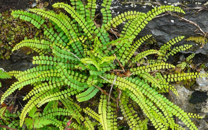 Папоротник костенец степной