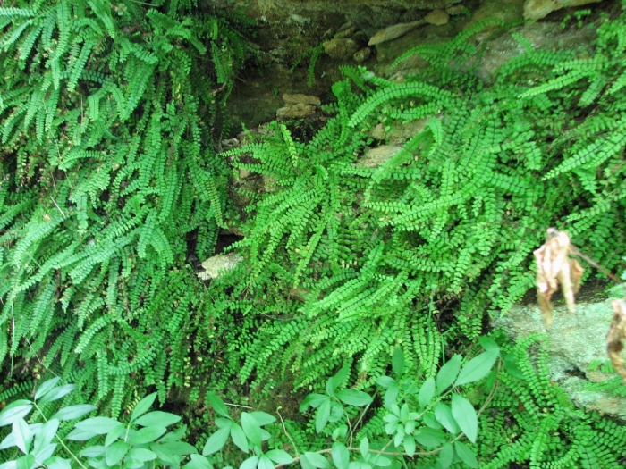 Asplenium ruta muraria
