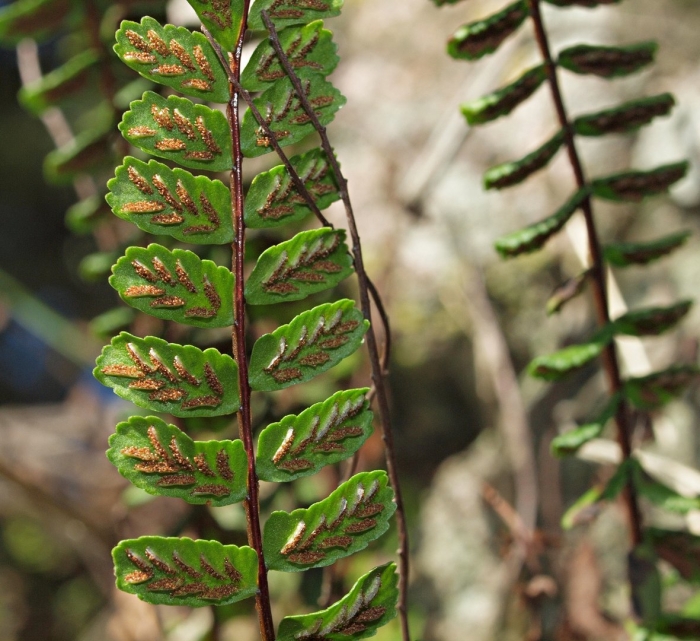 Asplenium trichomanes