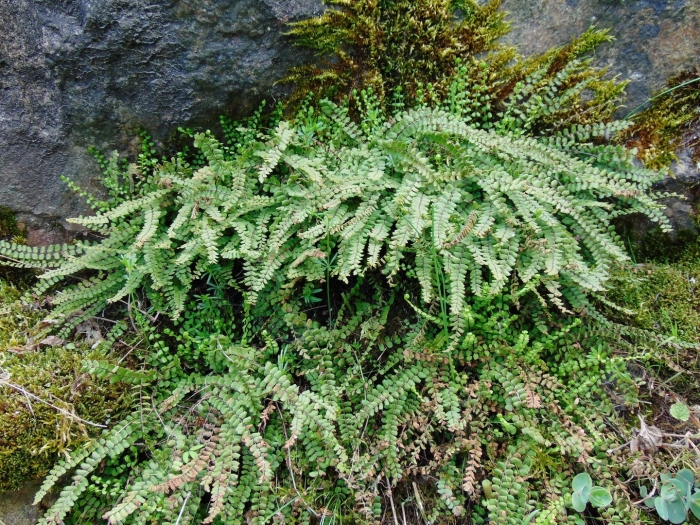 Асплениум trichomanes