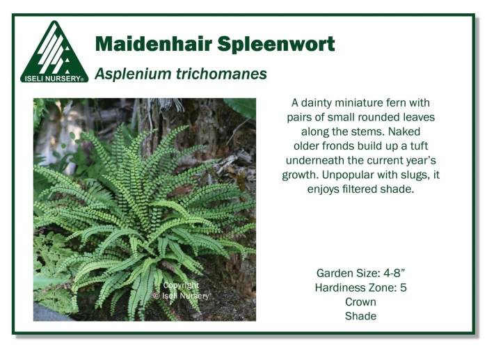 Maidenhair spleenwort
