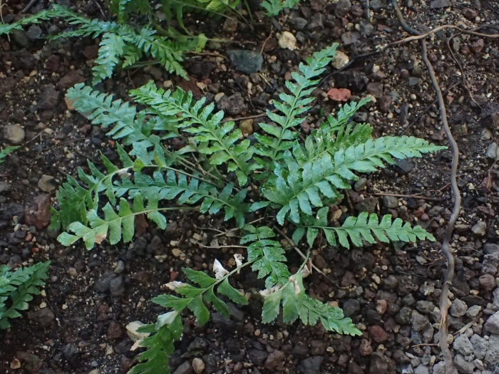 Asplenium lunulatum