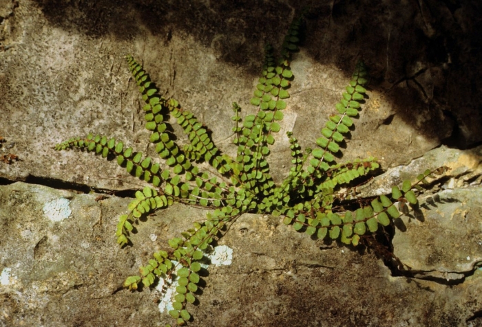 Асплениум луковиценосный