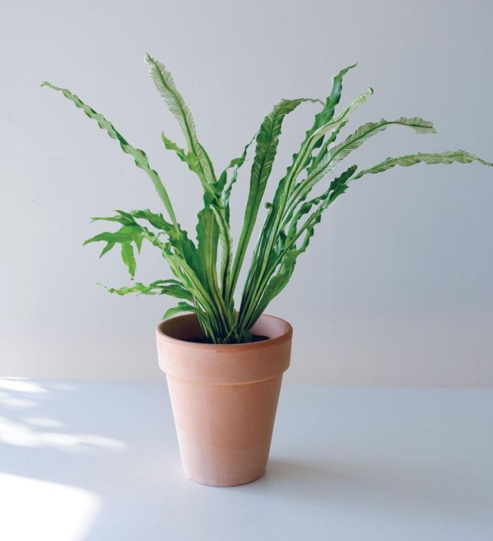 Костенец гнездовой