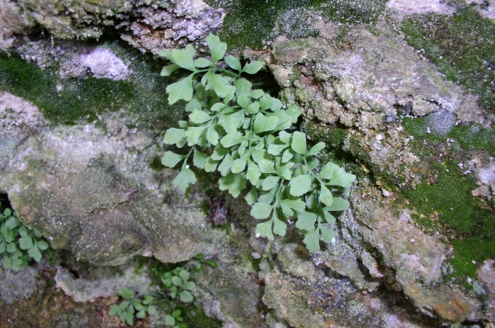 Костенец стенной