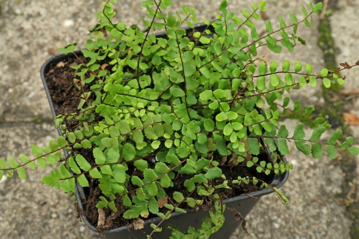 Асплениум папоротник