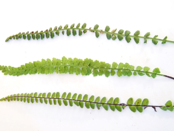 Папоротник нефролепис даффи