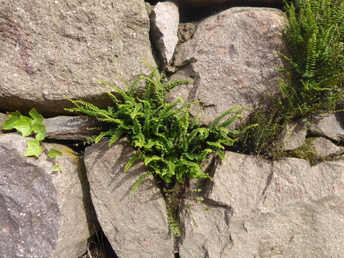 Asplenium trichomanes