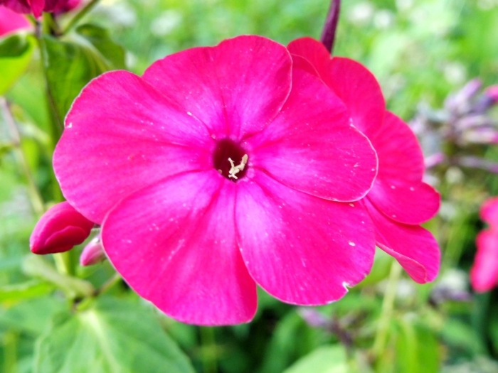 Флокс красный