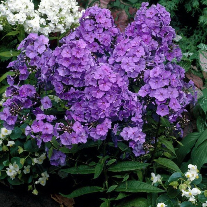 Флокс метельчатый аметист