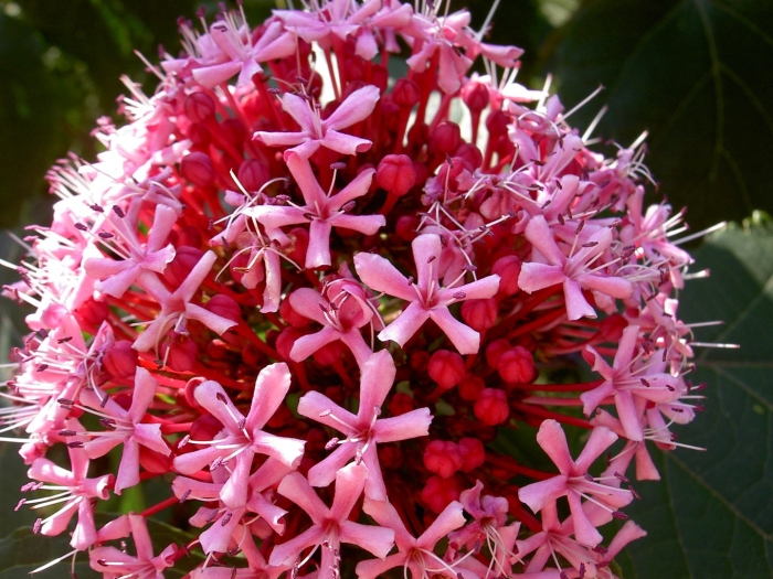 Клеродендрум метельчатый