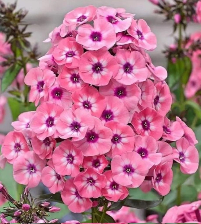 Флокс метельчатый лариса