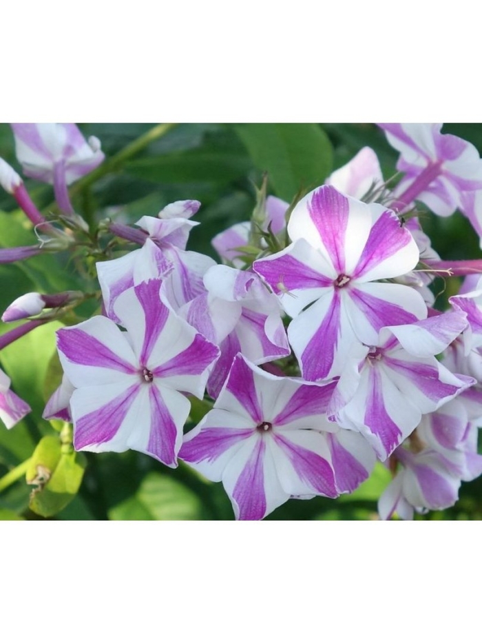 Флокс метельчатый мишенька