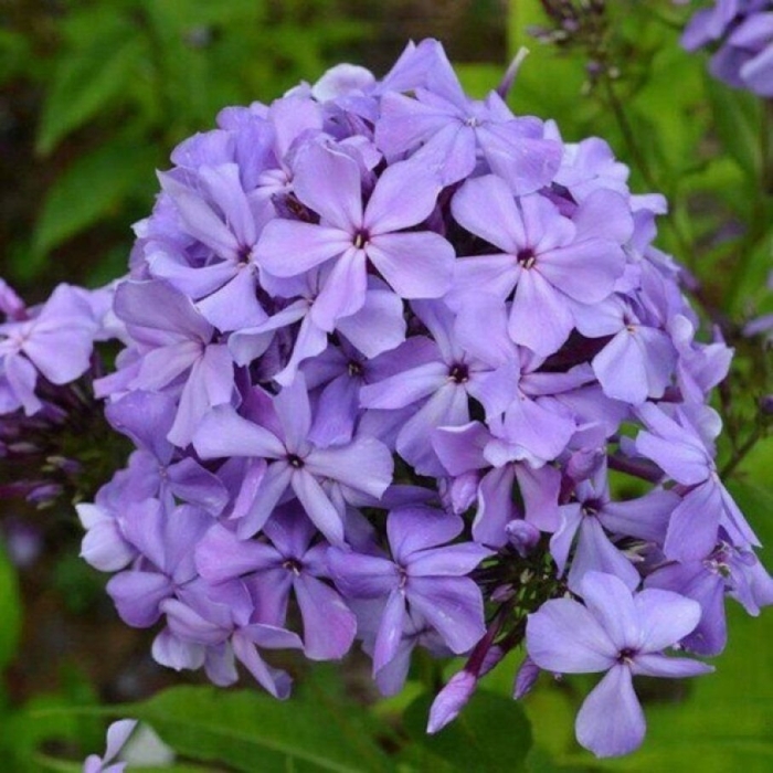 Флокс анфиса