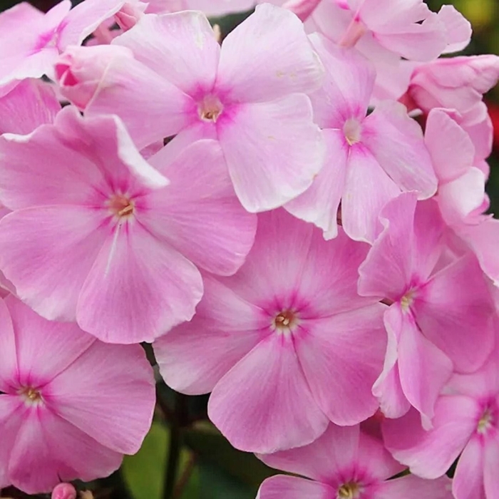 Флокс метельчатый владимир