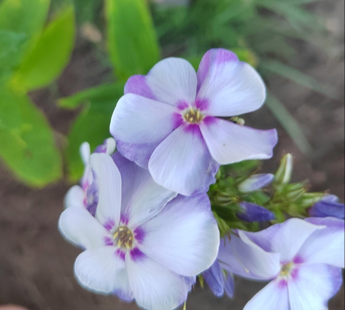 Флокс метельчатый новинка