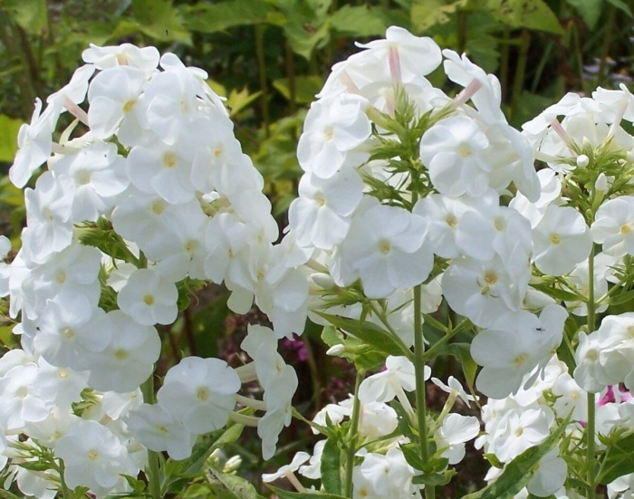 Флокс метельчатый вайт адмирал